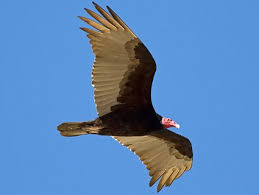 turkey vulture